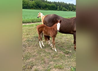 American Quarter Horse, Klacz, , 153 cm, Kasztanowata
