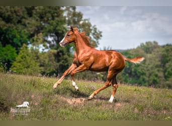 American Quarter Horse, Klacz, Źrebak (05/2026), 154 cm, Ciemnokasztanowata