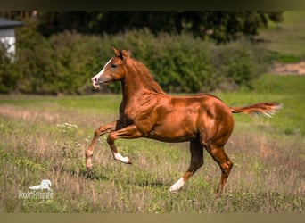 American Quarter Horse, Klacz, Źrebak (05/2026), 154 cm, Ciemnokasztanowata