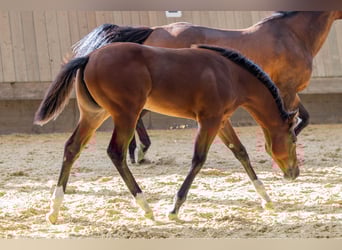 American Quarter Horse, Klacz, Źrebak (04/2025), 154 cm, Gniada
