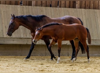 American Quarter Horse, Klacz, Źrebak (04/2025), 154 cm, Gniada