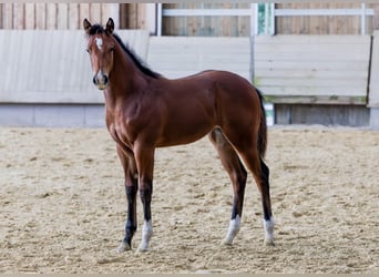 American Quarter Horse, Klacz, Źrebak (04/2025), 154 cm, Gniada