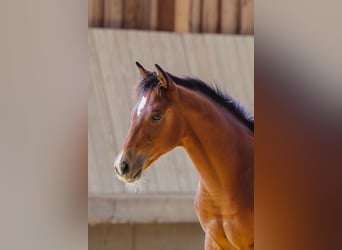 American Quarter Horse, Klacz, Źrebak (04/2025), 154 cm, Gniada