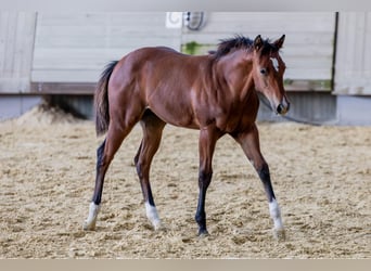 American Quarter Horse, Klacz, Źrebak (04/2025), 154 cm, Gniada