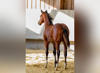 American Quarter Horse, Klacz, Źrebak (04/2025), 154 cm, Gniada