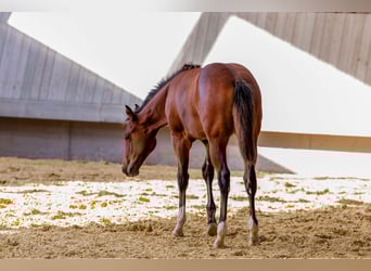 American Quarter Horse, Klacz, Źrebak (04/2025), 154 cm, Gniada