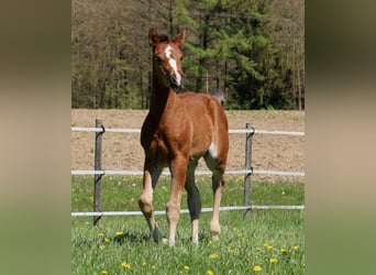 American Quarter Horse, Klacz, Źrebak (03/2024), 154 cm, Gniada