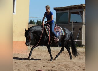 American Quarter Horse, Klacz, Źrebak (03/2024), 154 cm, Gniada