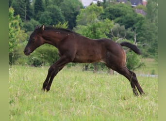American Quarter Horse, Klacz, Źrebak (04/2024), 154 cm, Karodereszowata