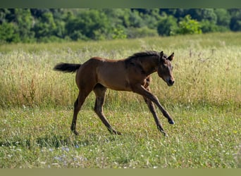 American Quarter Horse, Klacz, Źrebak (04/2025), 155 cm, Gniada