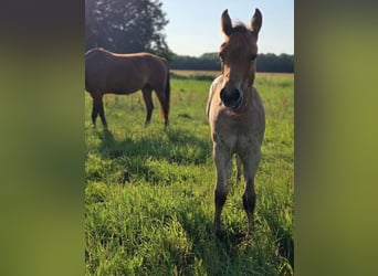 American Quarter Horse, Klacz, Źrebak (04/2026), 155 cm, Gniadodereszowata