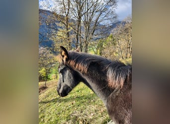 American Quarter Horse, Klacz, Źrebak (05/2024), 155 cm, Kara