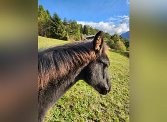 American Quarter Horse, Klacz, Źrebak (05/2024), 155 cm, Kara