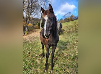 American Quarter Horse, Klacz, Źrebak (03/2024), 155 cm, Skarogniada