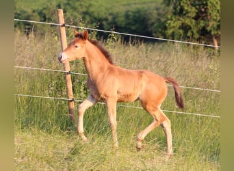 American Quarter Horse Mix, Klacz, Źrebak (04/2023), 155 cm, Szampańska