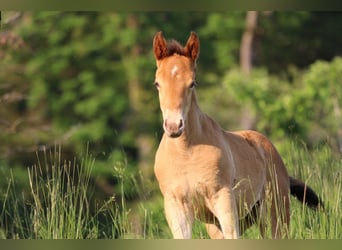 American Quarter Horse Mix, Klacz, Źrebak (04/2023), 155 cm, Szampańska