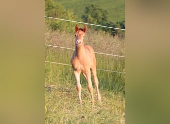 American Quarter Horse Mix, Klacz, Źrebak (04/2023), 155 cm, Szampańska