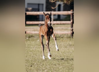 American Quarter Horse, Klacz, , 160 cm, Gniada