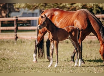 American Quarter Horse, Klacz, , 160 cm, Gniada