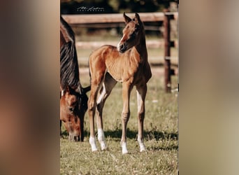 American Quarter Horse, Klacz, , 160 cm, Gniada