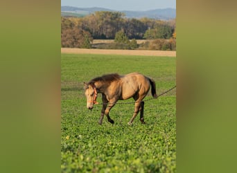 American Quarter Horse, Klacz, , 160 cm, Jelenia