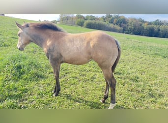 American Quarter Horse, Klacz, Źrebak (05/2024), 160 cm, Jelenia