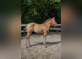 American Quarter Horse, Klacz, Źrebak (05/2024), 160 cm, Jelenia