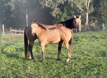 American Quarter Horse, Klacz, Źrebak (05/2024), 160 cm, Jelenia