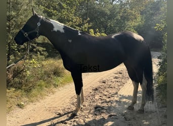 American Quarter Horse, Klacz, Źrebak (06/2024), 160 cm, Kasztanowata