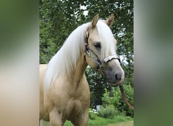 American Quarter Horse, Klacz, Źrebak (06/2024), 160 cm, Kasztanowata