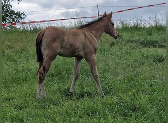 American Quarter Horse, Klacz, Źrebak (04/2024), Bułana