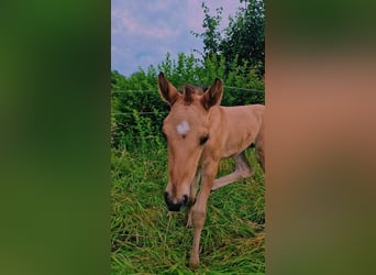 American Quarter Horse, Klacz, Źrebak (07/2024), Bułana