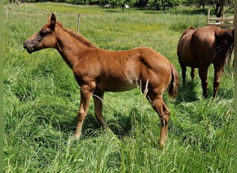 American Quarter Horse, Klacz, Źrebak (03/2025), Ciemnokasztanowata