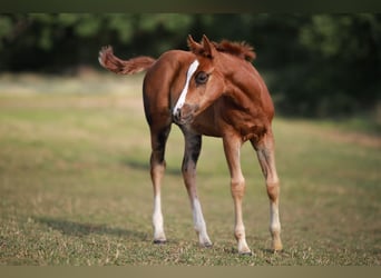 American Quarter Horse, Klacz, Źrebak (05/2026), Ciemnokasztanowata