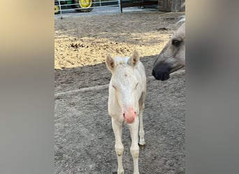 American Quarter Horse, Klacz, Źrebak (05/2024), Cremello