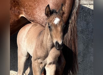 American Quarter Horse, Klacz, , Formy Brown Falb