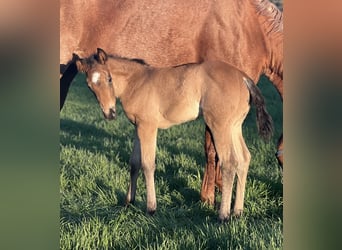 American Quarter Horse, Klacz, , Formy Brown Falb