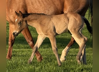 American Quarter Horse, Klacz, , Formy Brown Falb