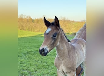 American Quarter Horse, Klacz, , Formy Brown Falb