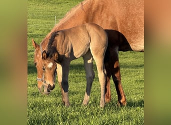 American Quarter Horse, Klacz, , Formy Brown Falb