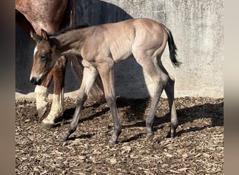 American Quarter Horse, Klacz, , Formy Brown Falb