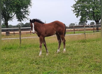 American Quarter Horse, Klacz, Źrebak (04/2024), Gniada