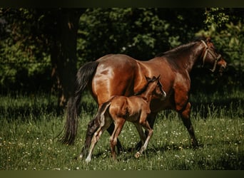 American Quarter Horse, Klacz, Źrebak (05/2026), Gniada