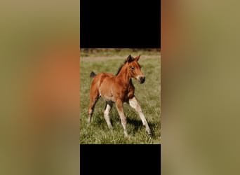 American Quarter Horse, Klacz, Źrebak (03/2026), Gniada