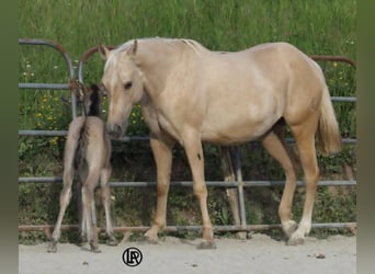 American Quarter Horse, Klacz, Źrebak (04/2026), Grullo