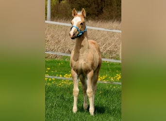 American Quarter Horse, Klacz, Źrebak (01/2024), Izabelowata