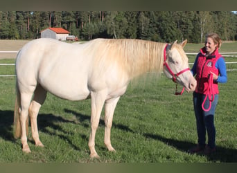 American Quarter Horse, Klacz, Źrebak (01/2024), Izabelowata