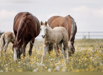 American Quarter Horse, Klacz, Źrebak (04/2026), Izabelowata