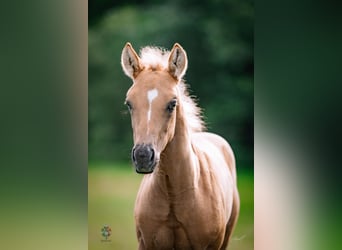 American Quarter Horse, Klacz, Źrebak (06/2026), Izabelowata