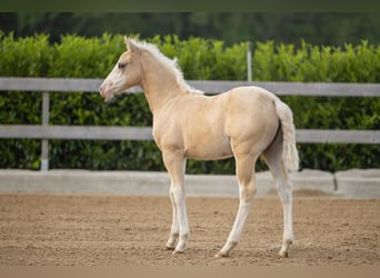 American Quarter Horse, Klacz, Źrebak (01/2026), Izabelowata